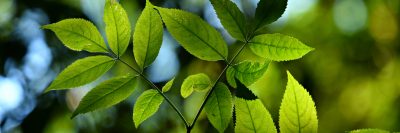 Image of tree leaves